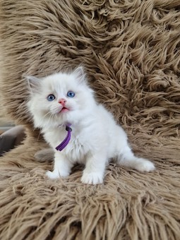 thumbnail_20230517_105554