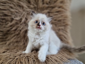 The Virtue Hopeful Eden