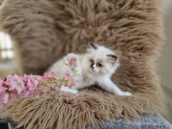 thumbnail_20230517_110502