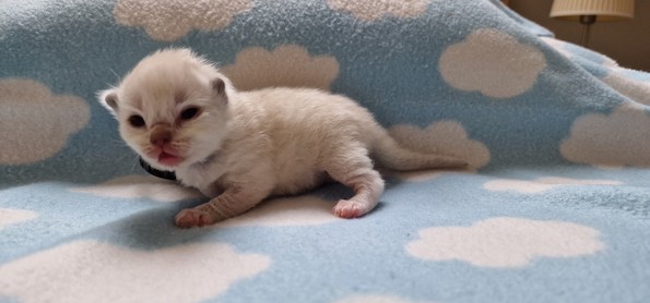 thumbnail_20230824_144618grijs