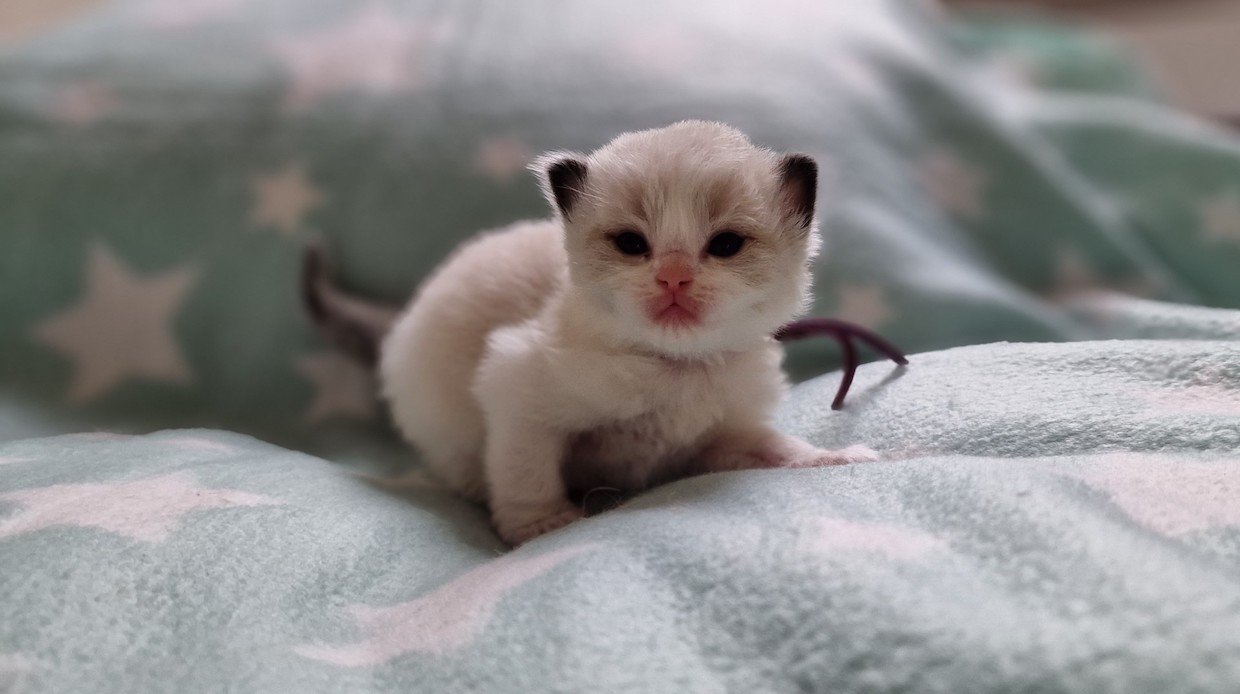 thumbnail_20230903_182141paars