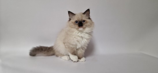 The Virtue Heavenly Florence