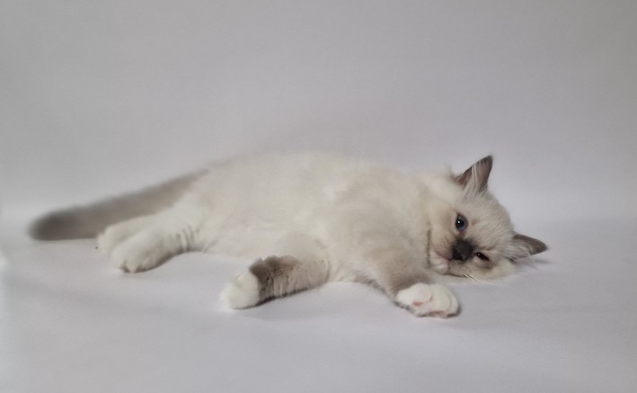 The Virtue Heavenly Londen