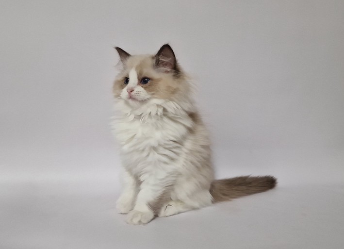 The Virtue Heavenly Aurora