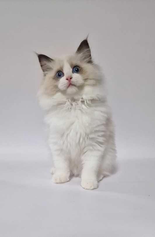 The Virtue Heavenly Paris