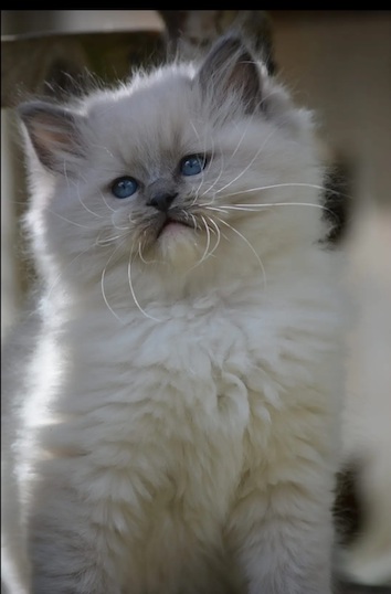 screenshot_20240204_163603_chrome