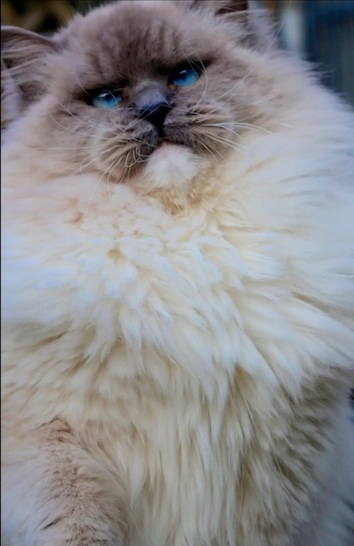 screenshot_20240204_163620_chrome