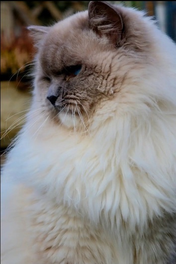 screenshot_20240204_163638_chrome