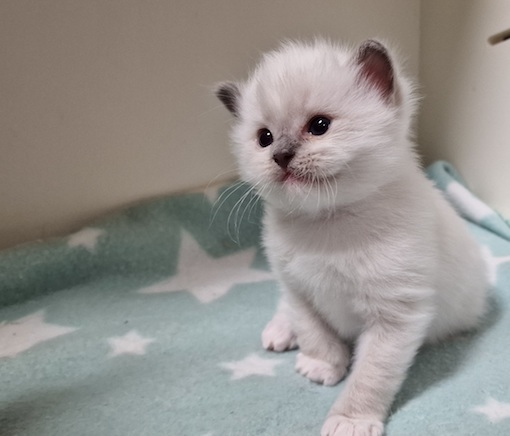 The Virtue Invincible Prince