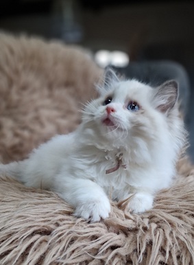 The Virtue Incredible Sarah