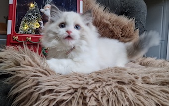 The Virtue Incredible Sarah