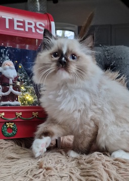 The Virtue Incredible Brad