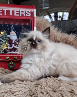 The Virtue Incredible Brad