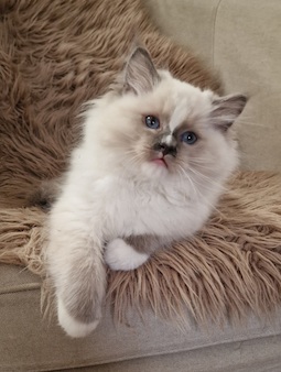 The Virtue Incredible Samual