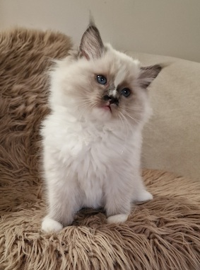 The Virtue Incredible Samual