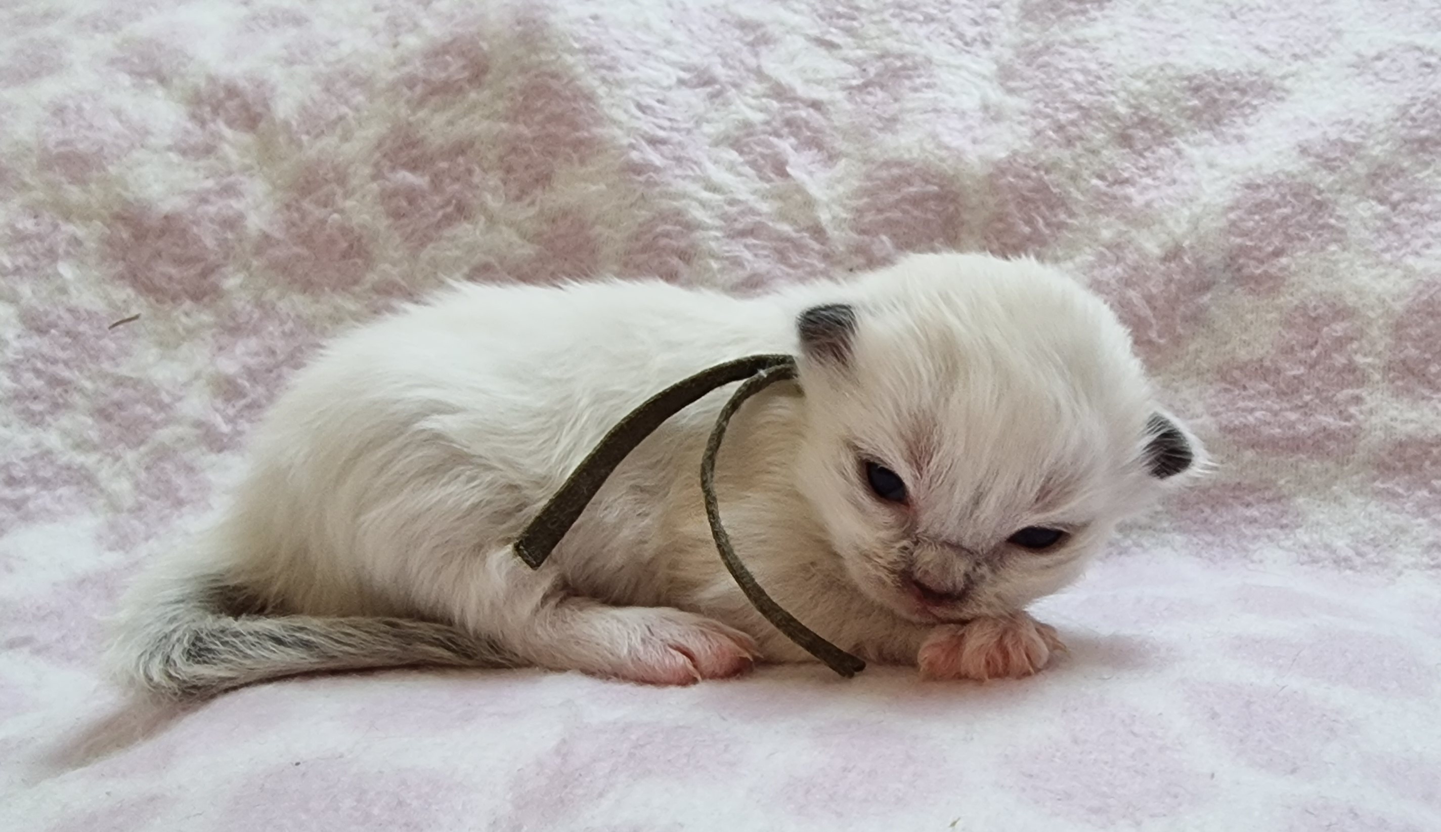 The Virtue Just dance Jack