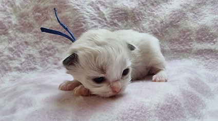 The Virtue Just for fun Jesper