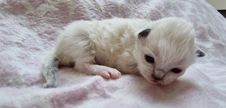 The Virtue Just in case Jax