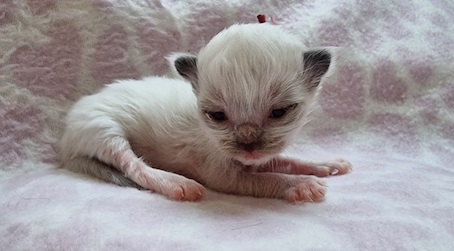 The Virtue Just do it Juniper