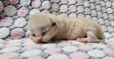 The Virtue Joyfull Shine