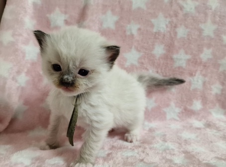 The Virtue Just Dance Jack