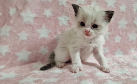 The Virtue Just for fun Jesper