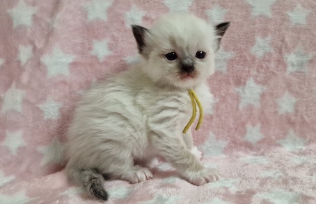 The Virtue Just in case Jax