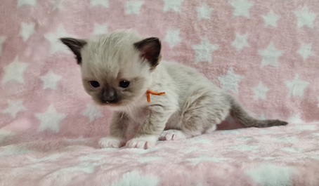 The Virtue Just Awesome Jill