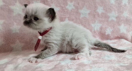 The Virtue Just do it Juniper