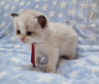 The Virtue Joyfull Live