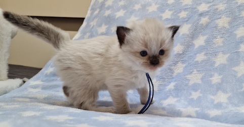 The Virtue Joyfull Dream