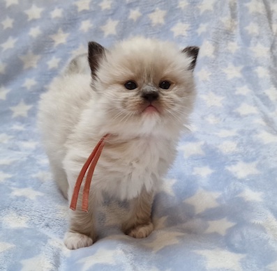 The Virtue Joyfull Love