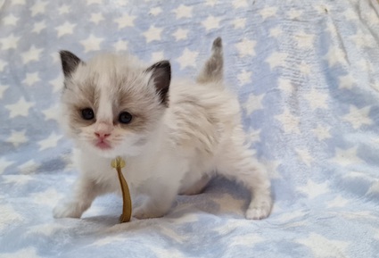 The Virtue Joyfull Sun