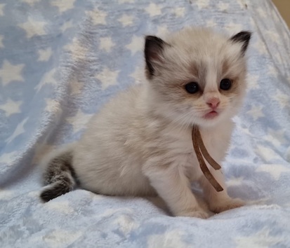 img-20250401-wa0023-2