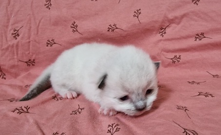 The Virtue Keep dreaming Kaleb