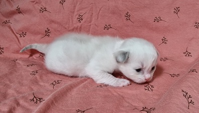 The Virtue Keep dreaming Kate