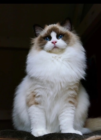 screenshot_20250501_220737_chrome