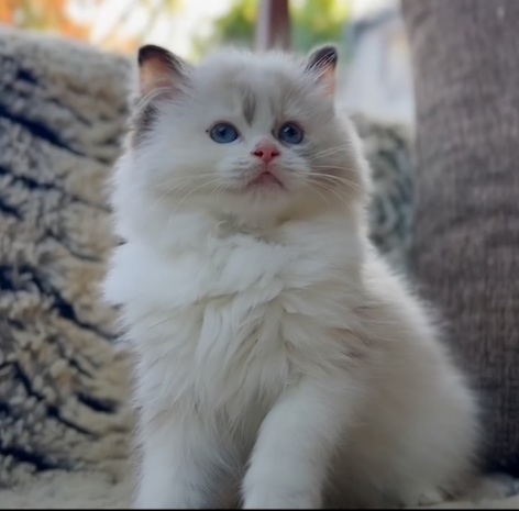 screenshot_20250501_224440_messenger