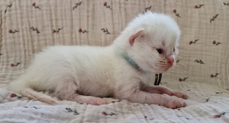 22a2dc4d-6299-4b84-b50a-bee8cc4c494c